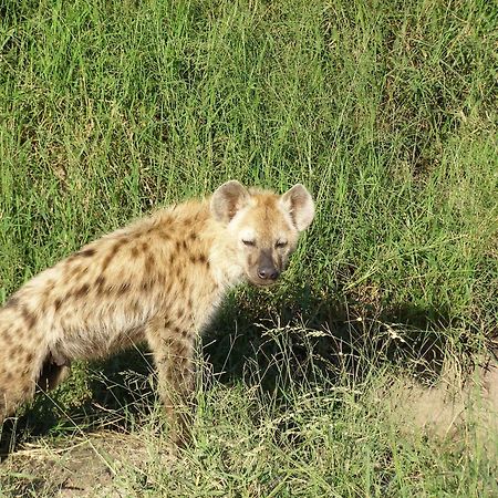 Thornybush Simbambili Lodge سابس ساند جيم ريسير المظهر الخارجي الصورة